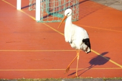 Der Storch an unserer Schule