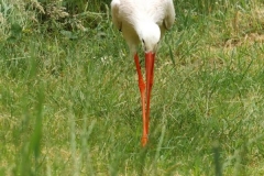 Der Storch an unserer Schule