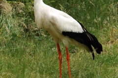 Der Storch an unserer Schule