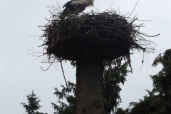 Der Storch an unserer Schule