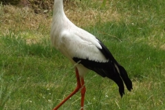 Der Storch an unserer Schule