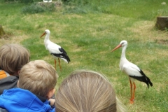 Der Storch an unserer Schule